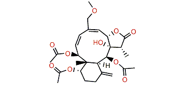 Fragilisinin E